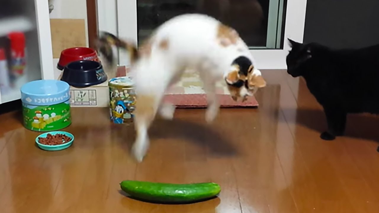 Cat + Cucumber = HORROR